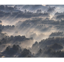 Vue sur une forêt dans le brouillard avec la lumière du soleil