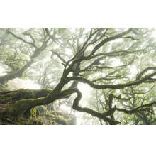Forêt brumeuse avec des arbres couverts de mousse