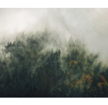 Vue sur une pente de montagne boisée dans le brouillard