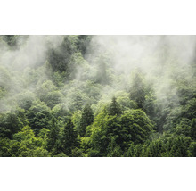 Forêt avec brouillard