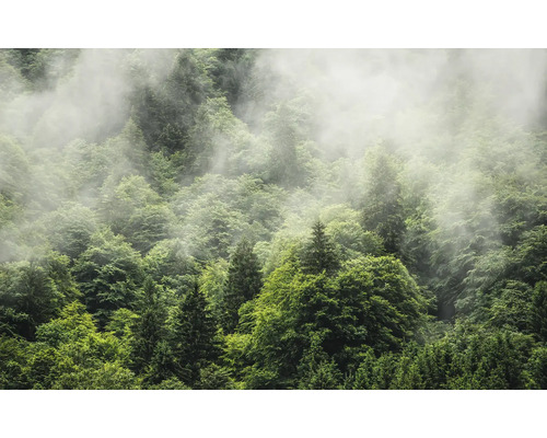 Forêt avec brouillard