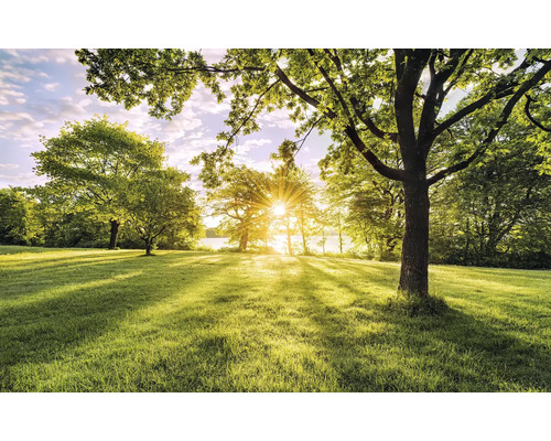 Pelouse lumineuse avec des arbres et du soleil