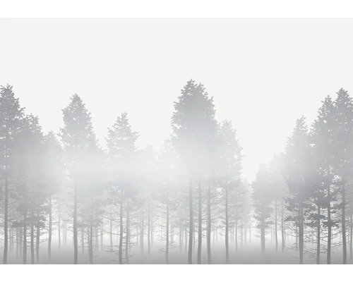 Forêt embrumée