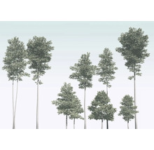 Illustration verschiedener Laubbäume
