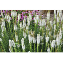 Liatris en fleurs dans une plate-bande