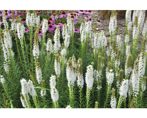 Liatris en fleurs dans une plate-bande