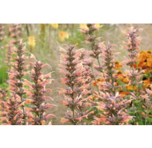 Gros plan de plantes d''agastache dans le jardin.