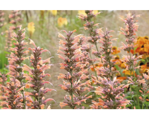 Gros plan de plantes d''agastache dans le jardin.