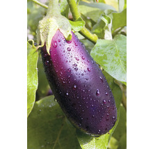Aubergine mit Wassertropfen auf Pflanze