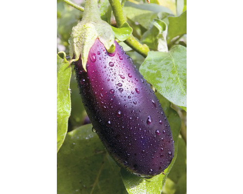 Aubergine avec gouttes d'eau sur la plante