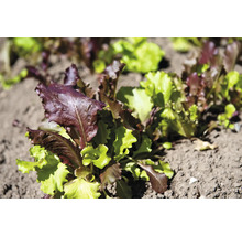 Jeunes plants de laitue à couper dans un parterre