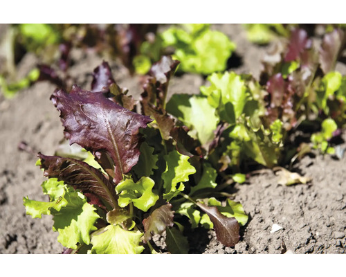 Jeunes plants de laitue à couper dans un parterre