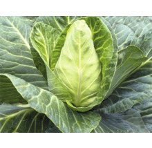 Chou cabus dans un potager