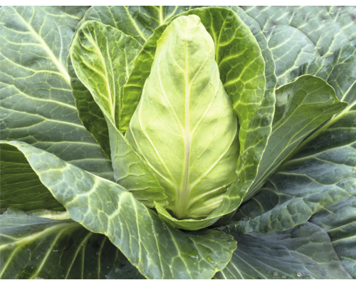 Chou cabus dans un potager
