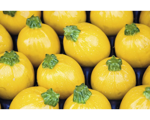 Courgettes rondes jaunes en détail