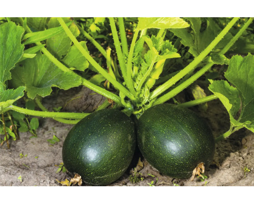 Deux courgettes dans le champ