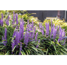 Plante Liriope Muscari avec des fleurs violettes et des feuilles vertes dans le jardin.