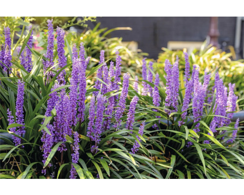 Plante Liriope Muscari avec des fleurs violettes et des feuilles vertes dans le jardin.