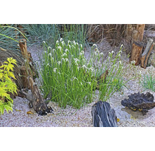 Scène avec plantes de jardin, pierres et troncs d''arbres