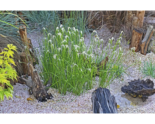 Scène avec plantes de jardin, pierres et troncs d''arbres