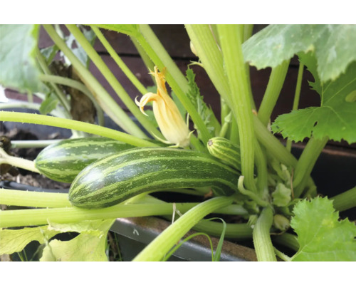 Gros plan sur des courgettes dans le jardin avec des feuilles et des fleurs jaunes.