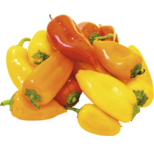 Mini poivrons multicolores