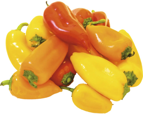 Mini poivrons multicolores