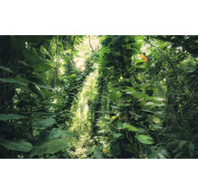 Jungle dense avec végétation luxuriante et lumière du soleil
