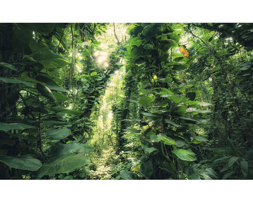 Dichter Dschungel mit üppiger Vegetation und Sonnenlicht