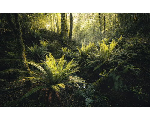 Papier peint panoramique intissé SHX9-110 Fjordland Woods 9 pces 450 x 280 cm Scène d'une forêt avec des fougères et des arbres