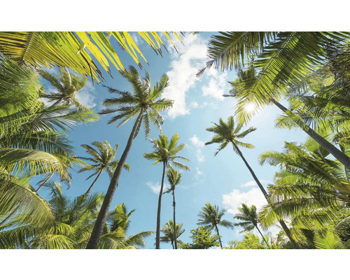 Papier peint panoramique intissé SHX9-108 Coconut Heaven 9 pces 450 x 280 cm Vue du dessous d'un groupe de palmiers sur un ciel bleu