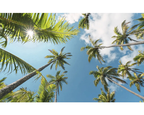 Papier peint panoramique intissé SHX9-107 Coconut Heaven II 9 pces 450 x 280 cm Vue de dessous de palmiers sur un ciel bleu