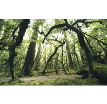 Scène de forêt avec des arbres couverts de mousse et un sol naturel
