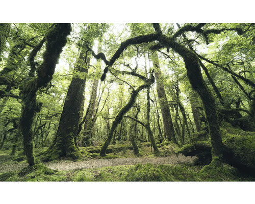 Papier peint panoramique intissé SHX9-104 Ancient Green 9 pces 450 x 280 cm Scène de forêt avec des arbres couverts de mousse et un sol naturel