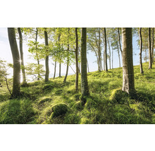 Clairière avec arbres et pelouse