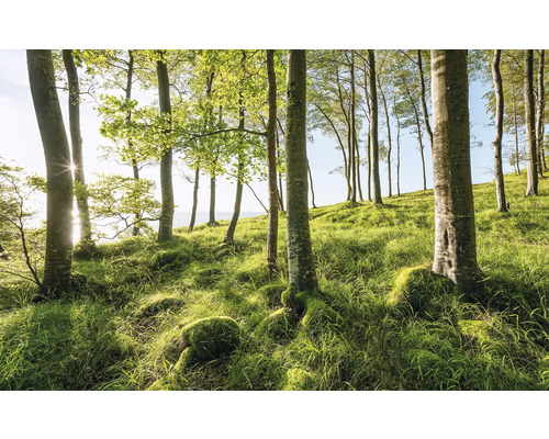 Papier peint panoramique intissé SHX9-102 Spectacle de hêtres 9 pces 450 x 280 cm Clairière avec arbres et pelouse