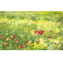 Prairie fleurie avec des fleurs jaunes et rouges