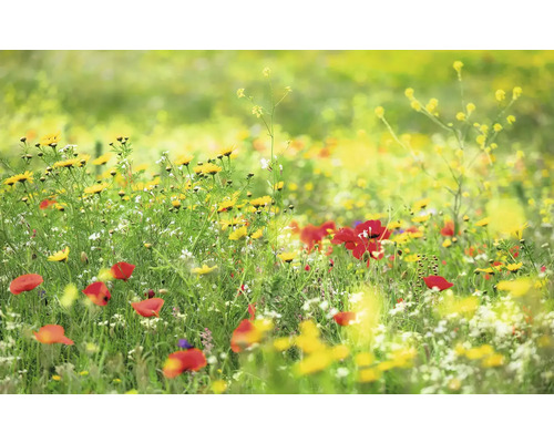 Papier peint panoramique intissé SHX9-094 Prairie enchantée II 9 pces 450 x 280 cm Prairie fleurie avec des fleurs jaunes et rouges