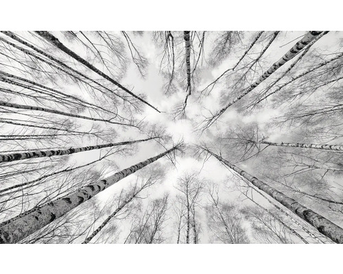 Blick in einen Birkenwald im Winter