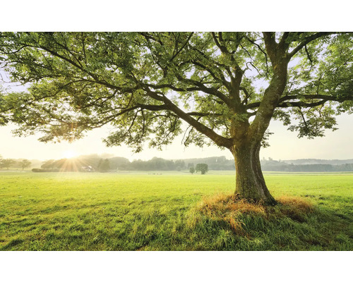 Papier peint panoramique intissé SHX9-086 The Magic Tree 9 pces 450 x 280 cm Arbre dans un pré vert