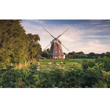 Moulin à vent dans un environnement rural avec des moutons dans le pré
