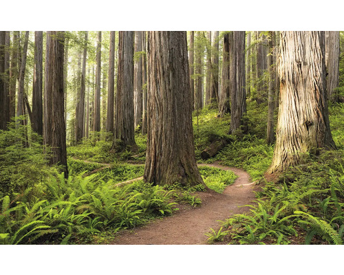 Papier peint panoramique intissé SHX9-077 Redwood Trail 9 pces 450 x 280 cm Scène de forêt avec chemin, fougères et grands arbres