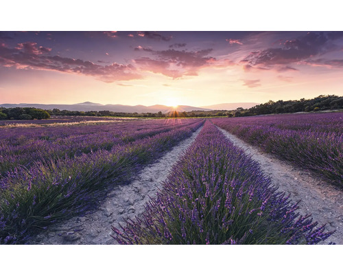 Papier peint panoramique intissé SHX9-052 Lavender Dream 9 pces 450 x 280 cm Champ de lavande au lever du soleil