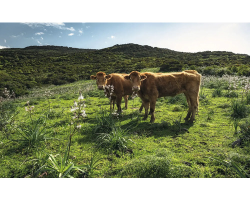 Papier peint panoramique intissé SHX9-051 Paradis des vaches 9 pces 450 x 280 cm Deux vaches dans un pré vert devant une colline boisée