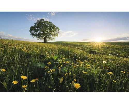 Landschaft mit Löwenzahnwiese und Baum im Gegenlicht