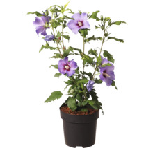 Hibiskus im Topf