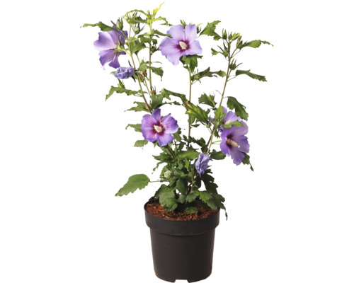 Hibiskus im Topf