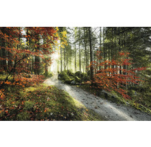 Chemin forestier en automne avec arbres et feuillage