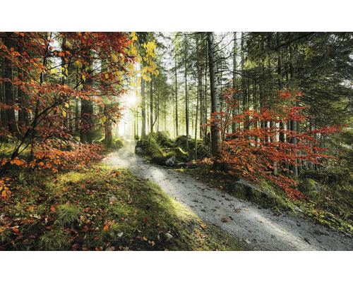 Papier peint panoramique intissé SHX9-031 Langues de feu 9 pces 450 x 280 cm Chemin forestier en automne avec arbres et feuillage