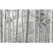 Papier peint photo avec motif de forêt de bouleaux